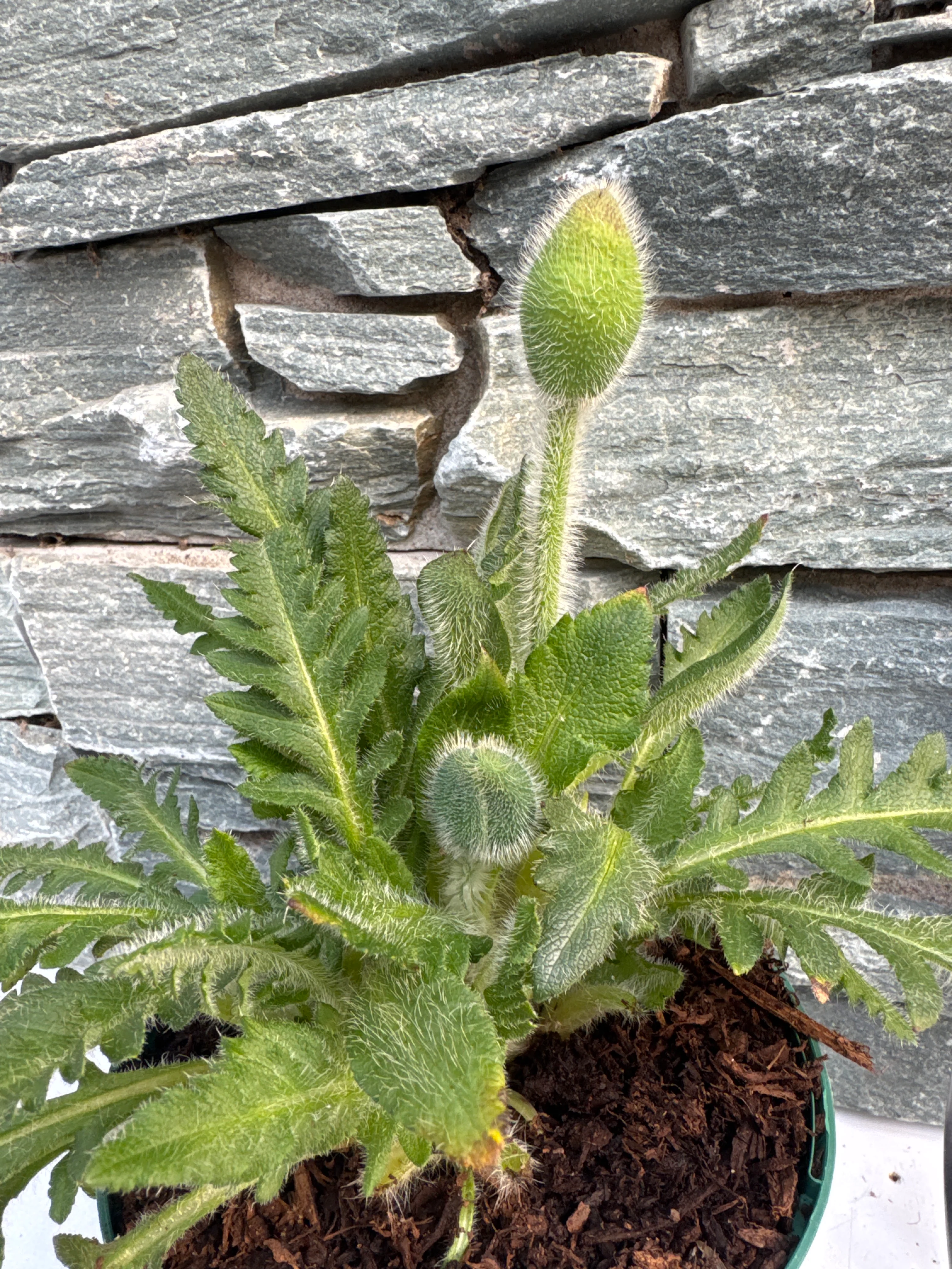 Papaver or. Pattys Plum - Image 4