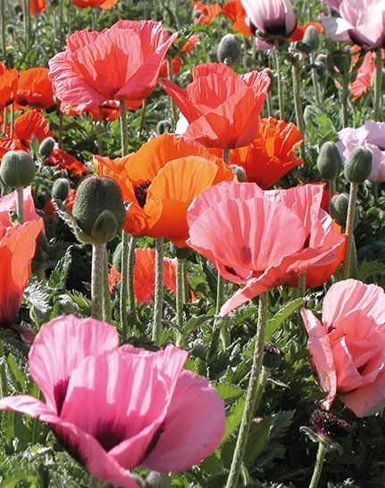Papaver or. Pizzicato
