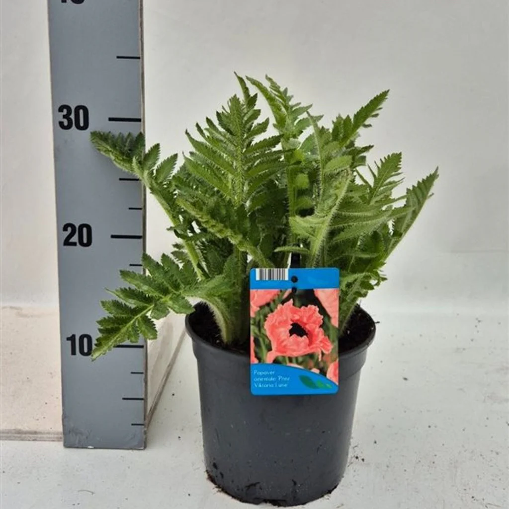 Papaver or. 'Princess Viktoria Luise' 2 Ltr pot - Image 2