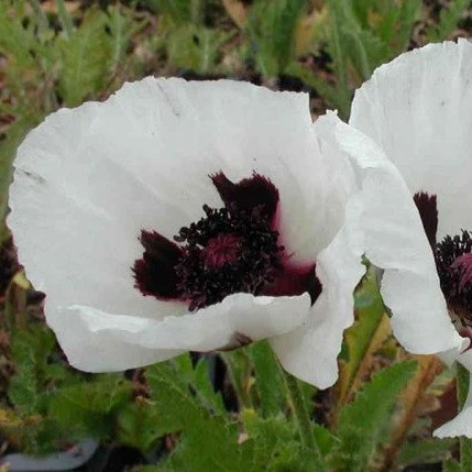 Papaver or. 'Royal Wedding' - Image 3