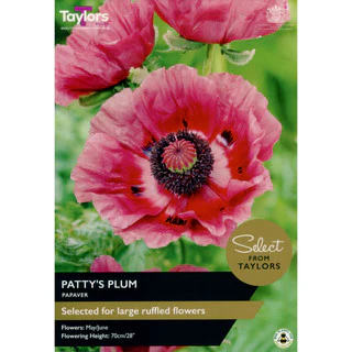 PAPAVER PATTY'S PLUM 1