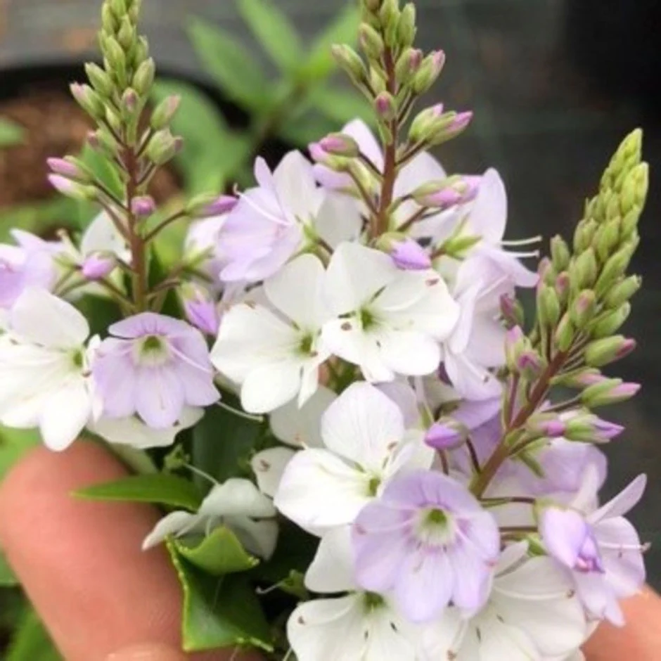PARAHEBE Pink Avalanche