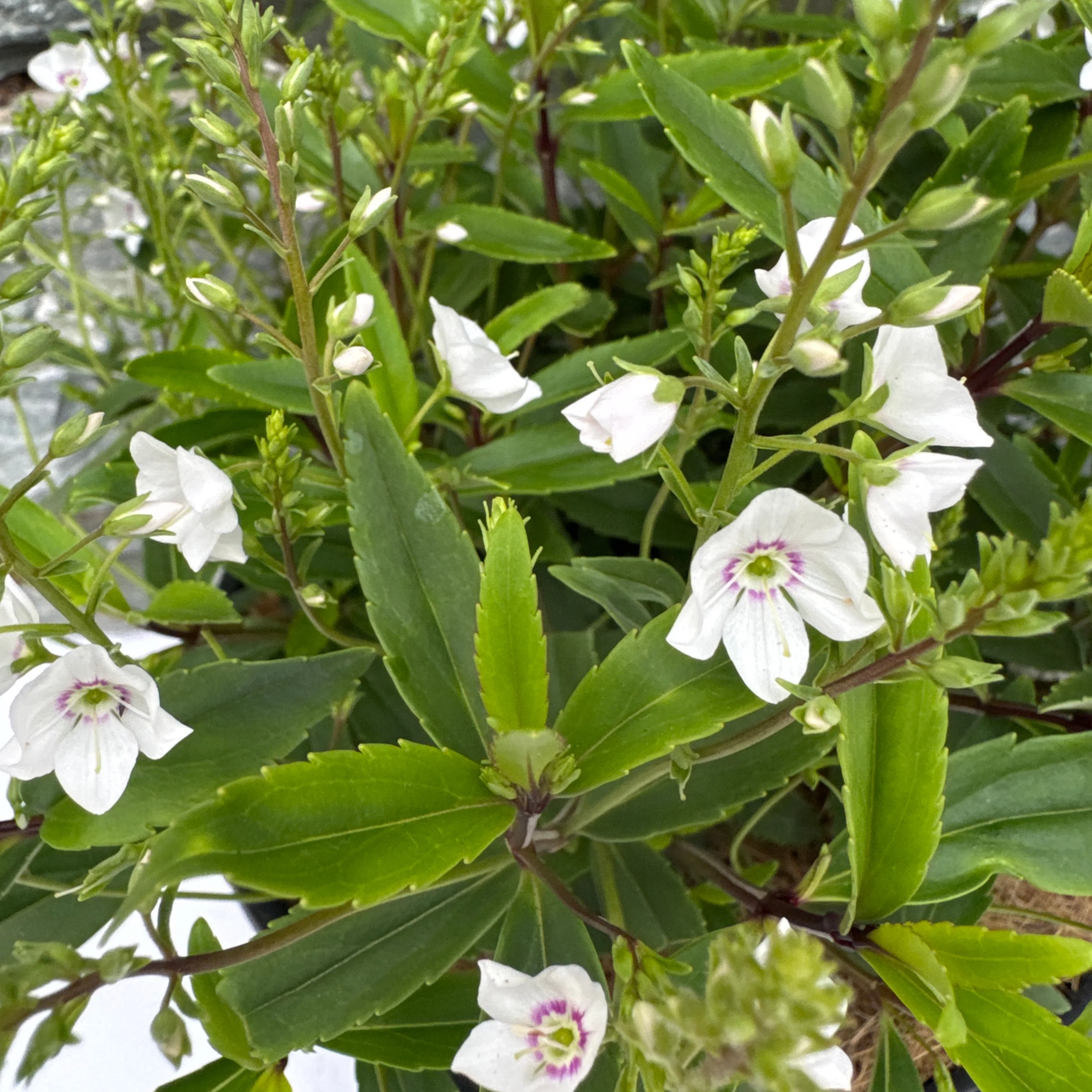 PARAHEBE Snow Clouds 3Ltr Pot - Image 3