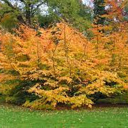 Parrotia persica  Persian Spire 150-175 CM - Image 2