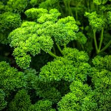 PARSLEY MOSS CURLED 1L - Image 2