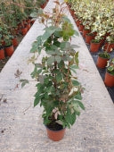 Parthenocissus Henryana - Image 2