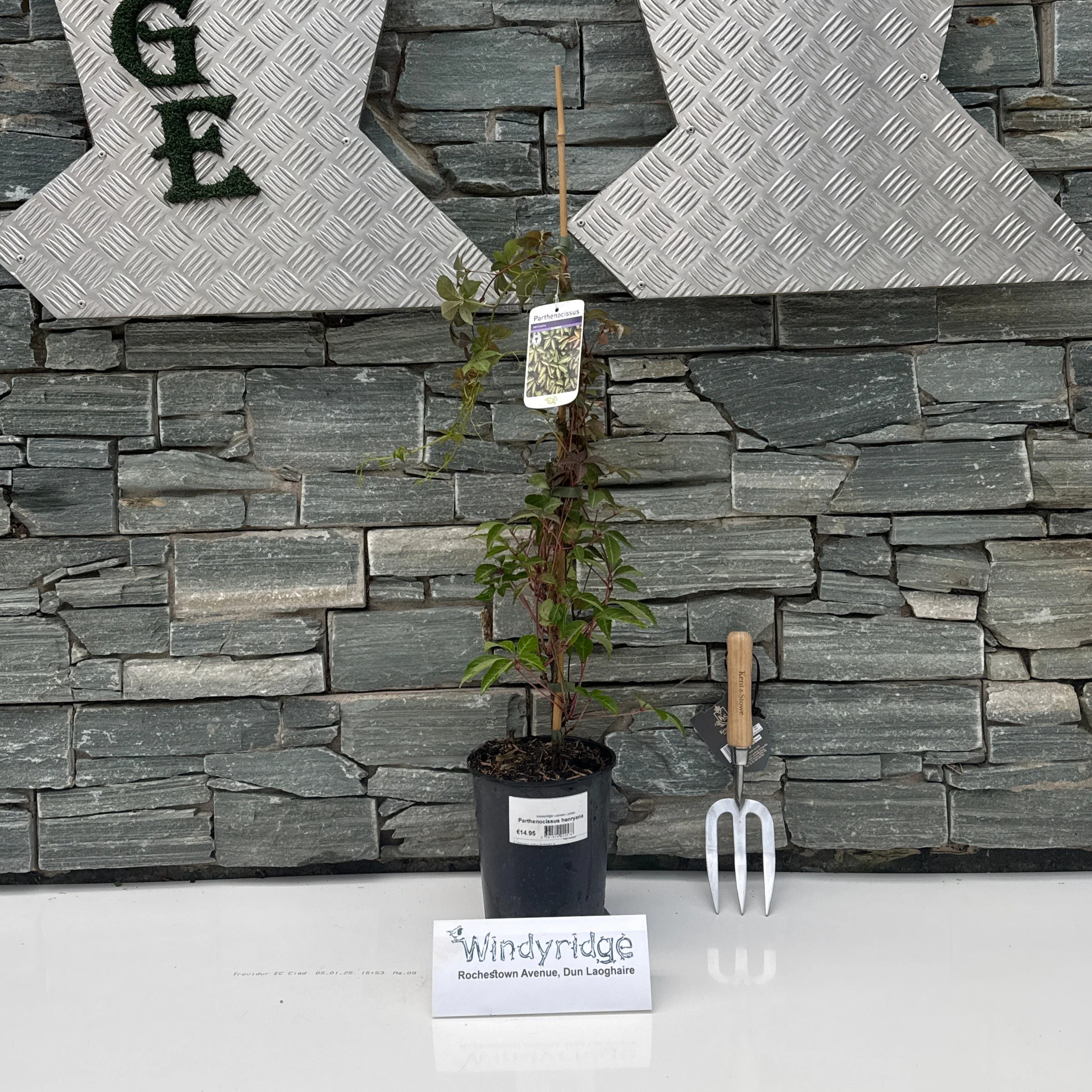 Parthenocissus Henryana - Image 2