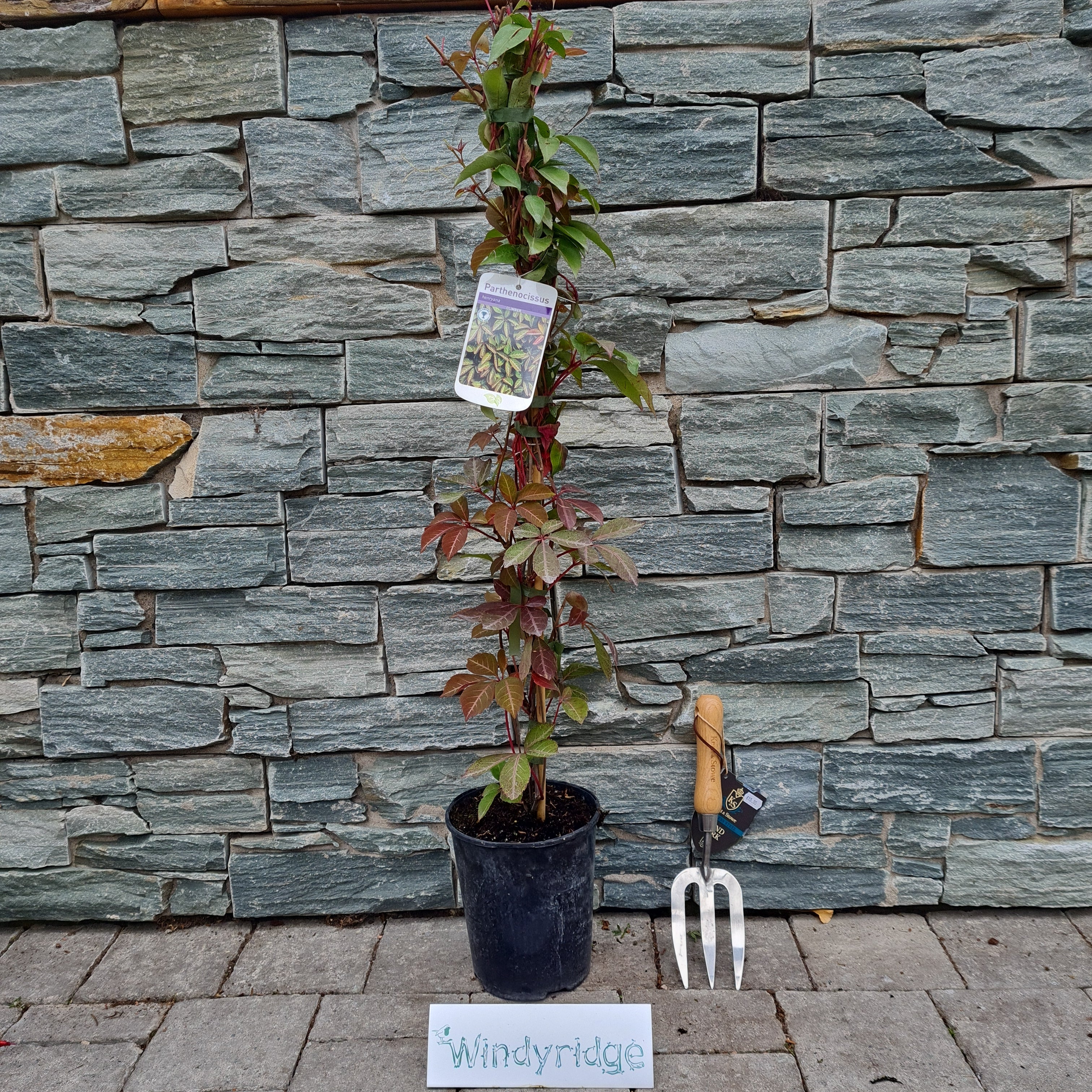 Parthenocissus Henryana - Image 3