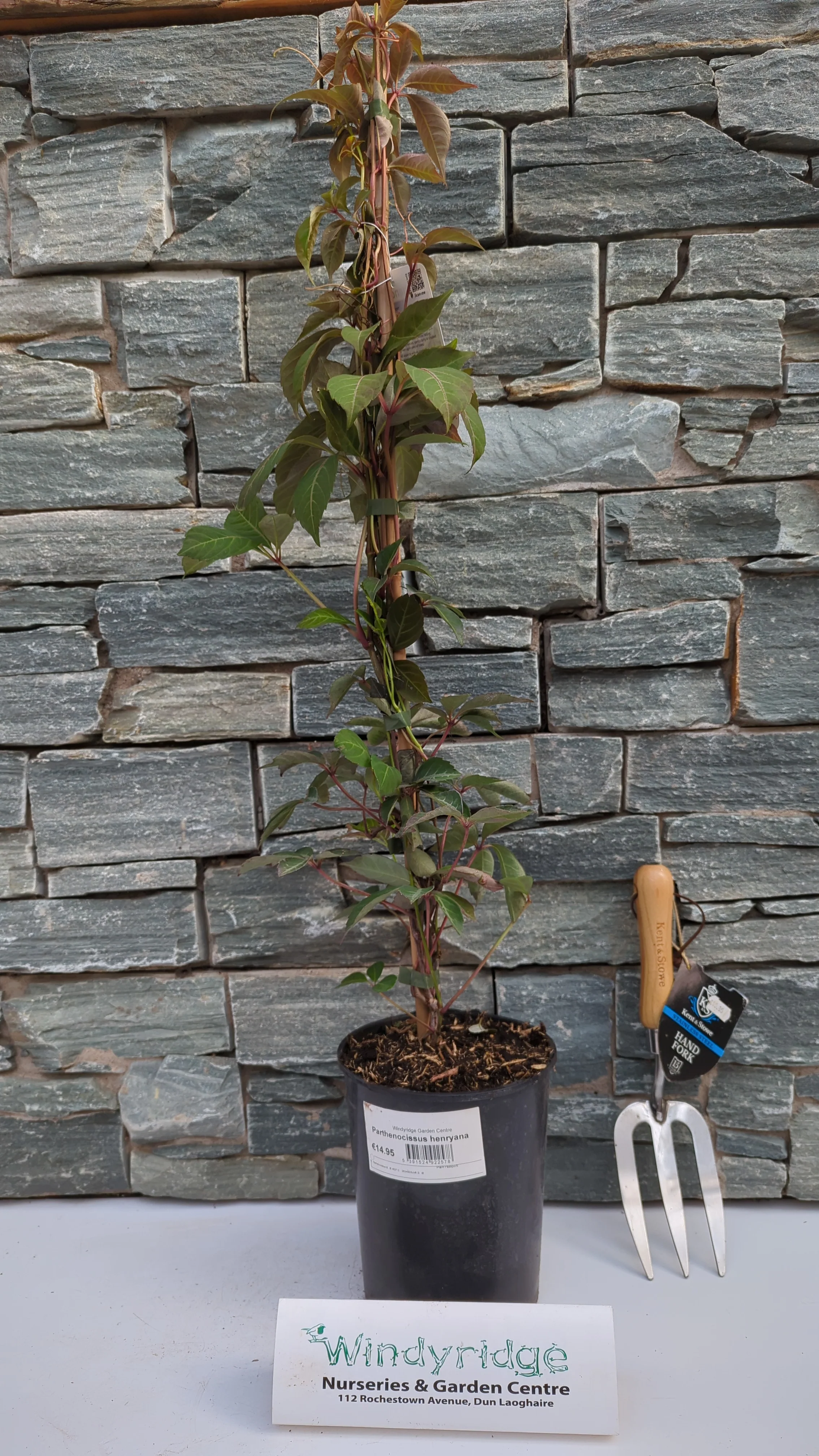 Parthenocissus Henryana - Image 4