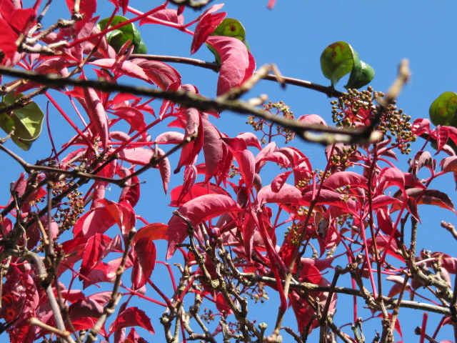 Parthenocissus Henryana - Image 5