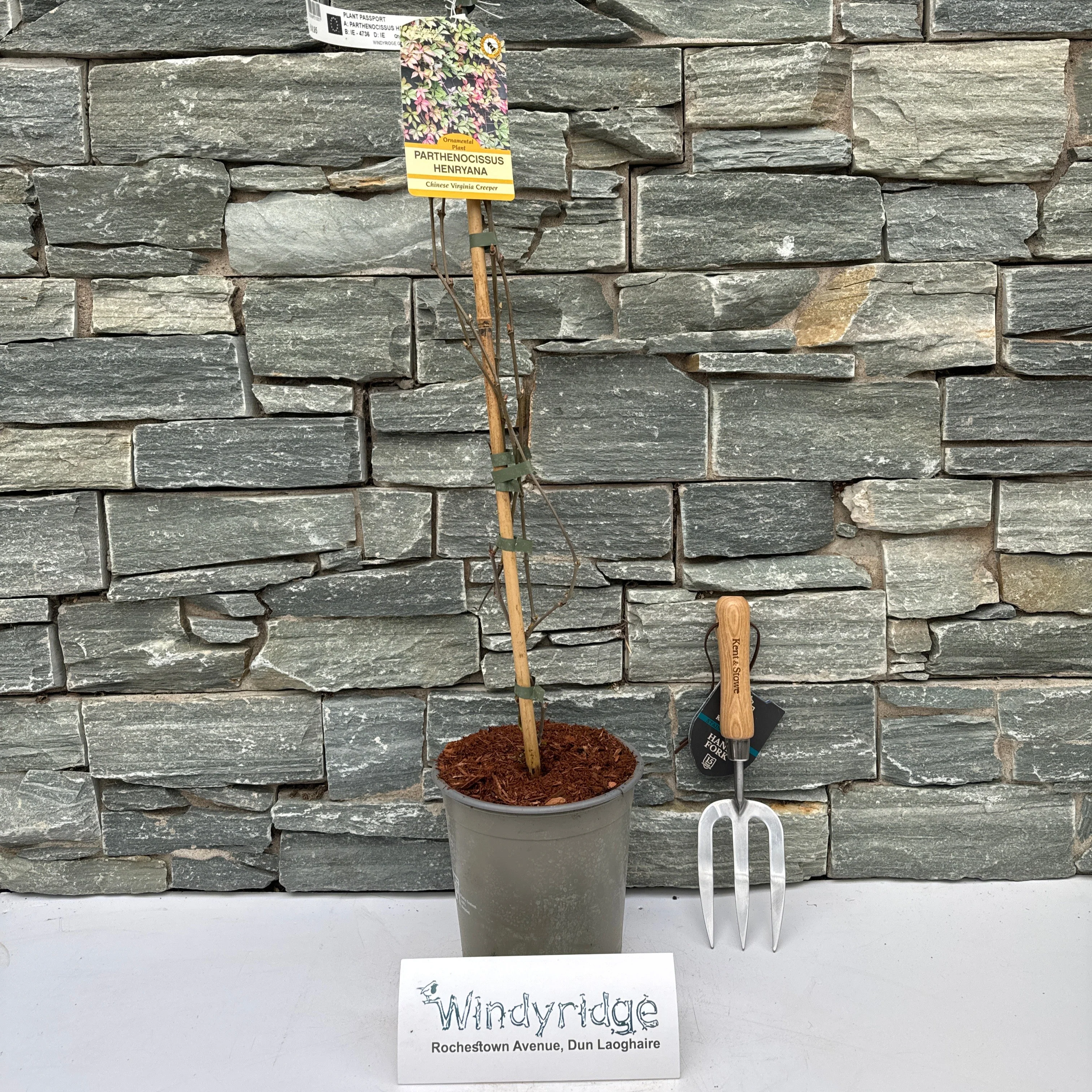PARTHENOCISSUS HENRYANA - Image 2