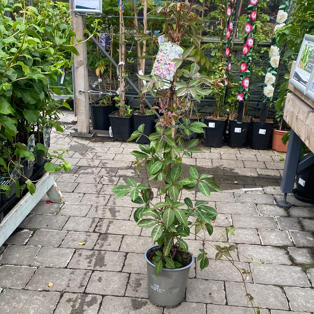 PARTHENOCISSUS HENRYANA - Image 3