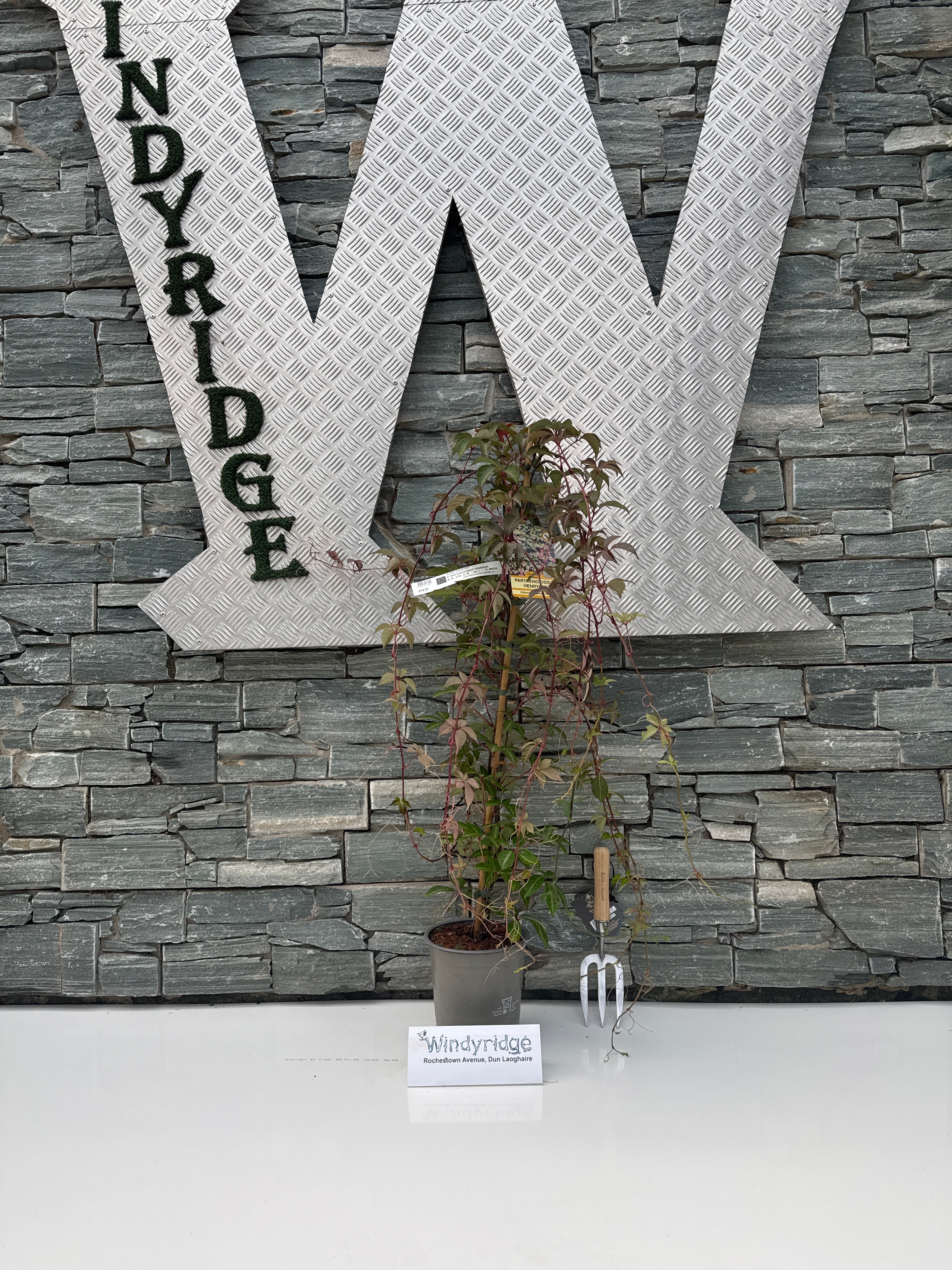 PARTHENOCISSUS HENRYANA - Image 5