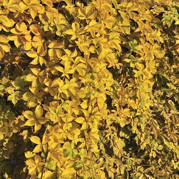 PARTHENOCISSUS Q. YELLOW WALL