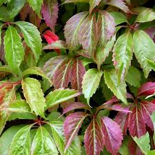 Parthenocissus quin. var engelmanii 3.0 - Image 2