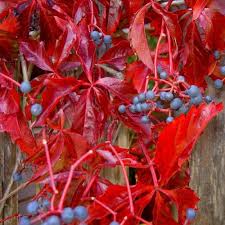 Parthenocissus quin. var engelmanii 3.0 - Image 3