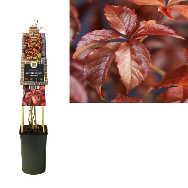Parthenocissus quinquefolia  2 Ltr 4 canes - Image 2
