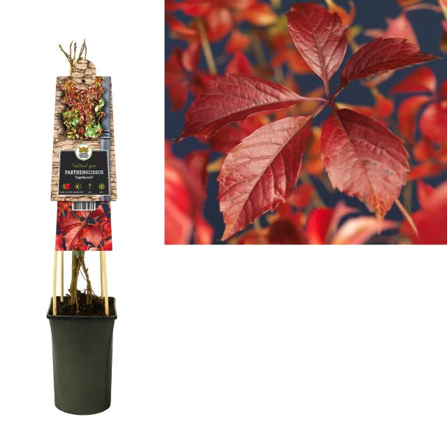 Parthenocissus quinquefolia Engelmannii  2 Ltr, single cane - Image 2