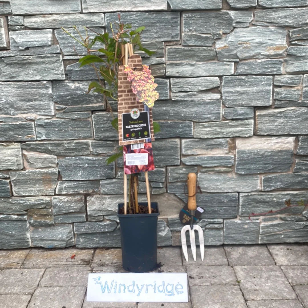 Parthenocissus quinquefolia / S-pot(225 L) - Image 3