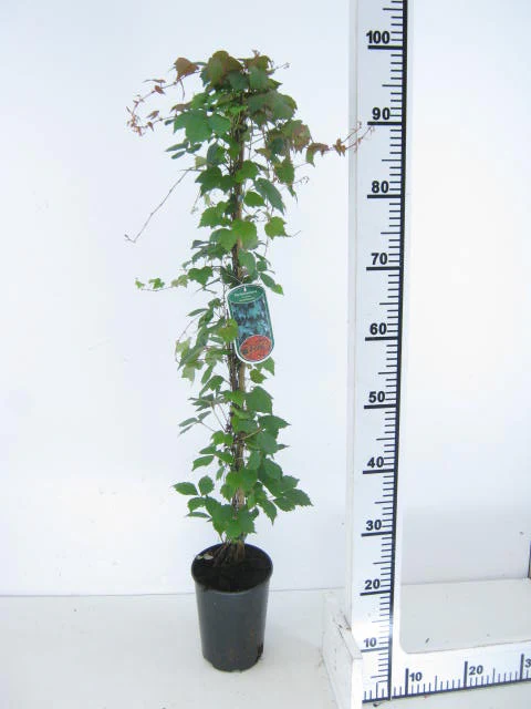 Parthenocissus tic. Veitchii - Image 2