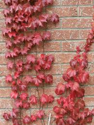 Parthenocissus tr. Veitch Boskoop
