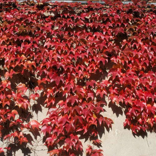 Parthenocissus tr. Veitchii