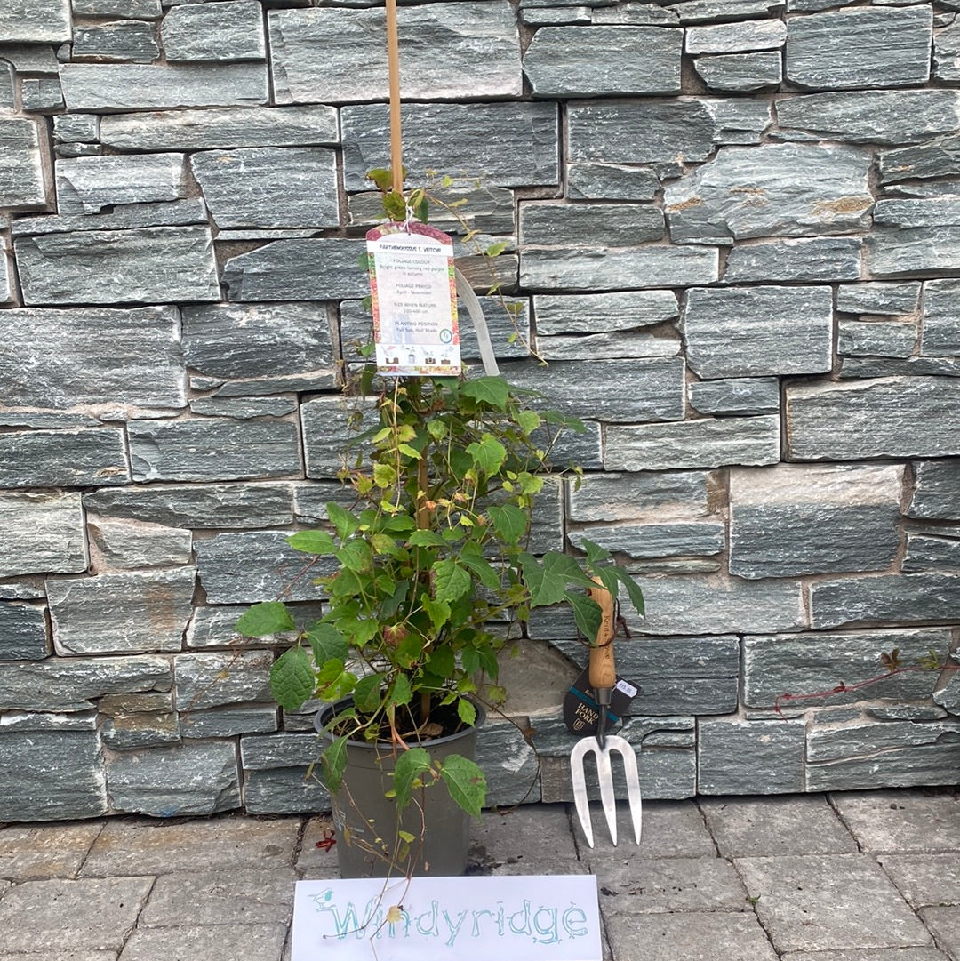PARTHENOCISSUS TRIC. VEITCHI - Image 3
