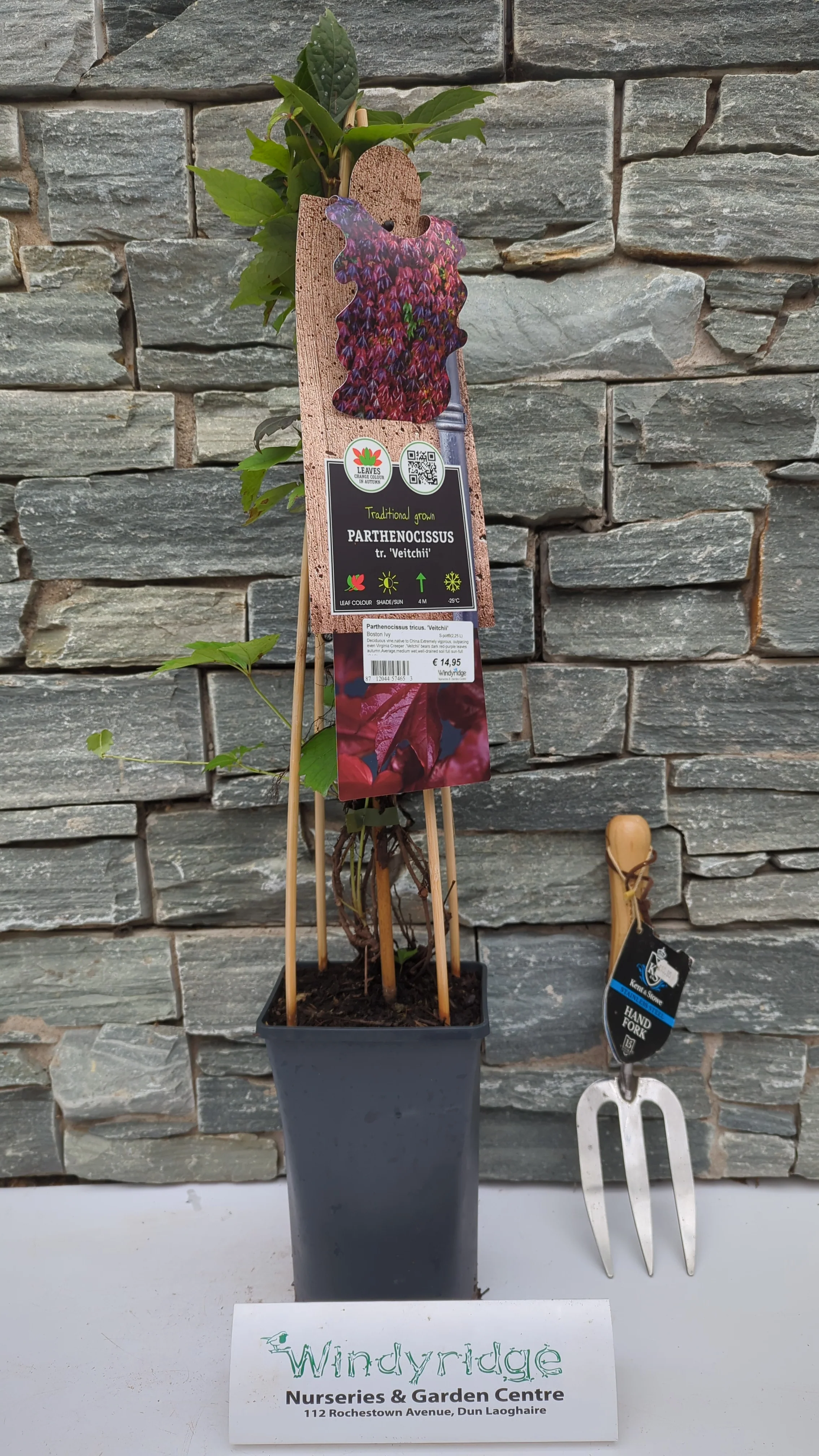 Parthenocissus tricus. Veitchii / S-pot(225 L) - Image 2