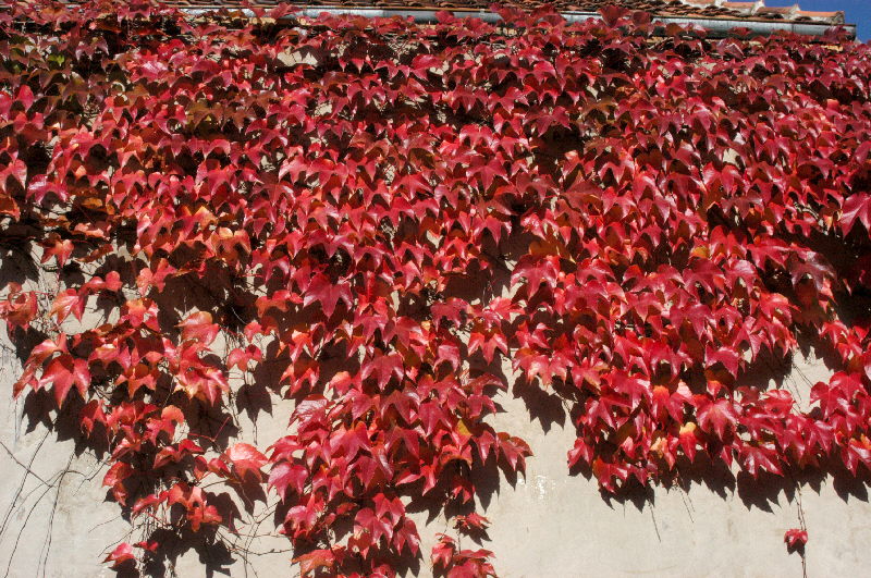 Parthenocissus Veitchii - Image 2
