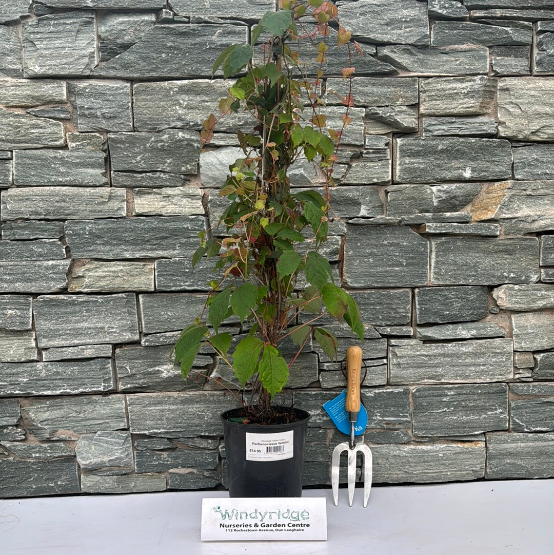 Parthenocissus Veitchii - Image 3