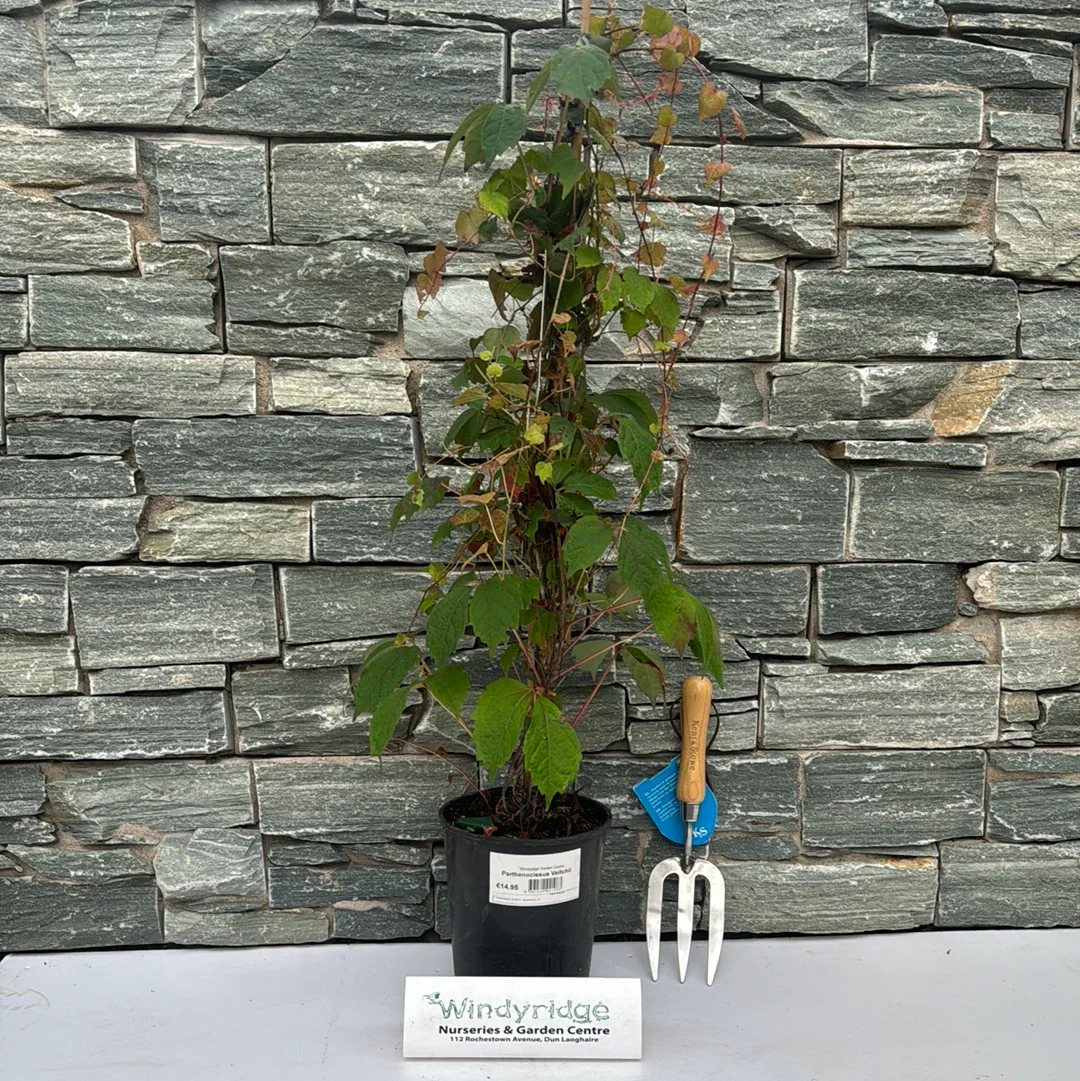 Parthenocissus Veitchii - Image 4
