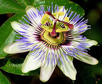 Passiflora caerulea