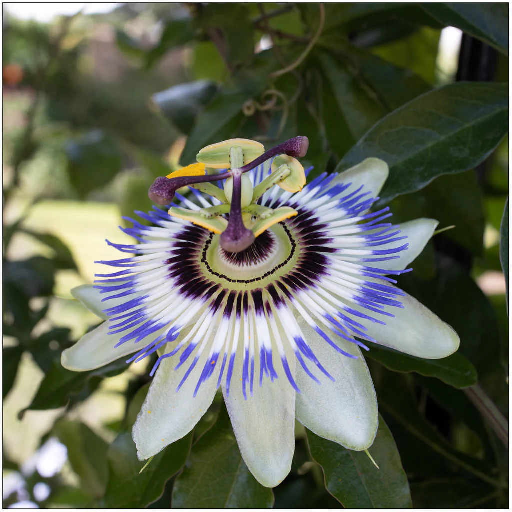 Passiflora caerulea - Image 2