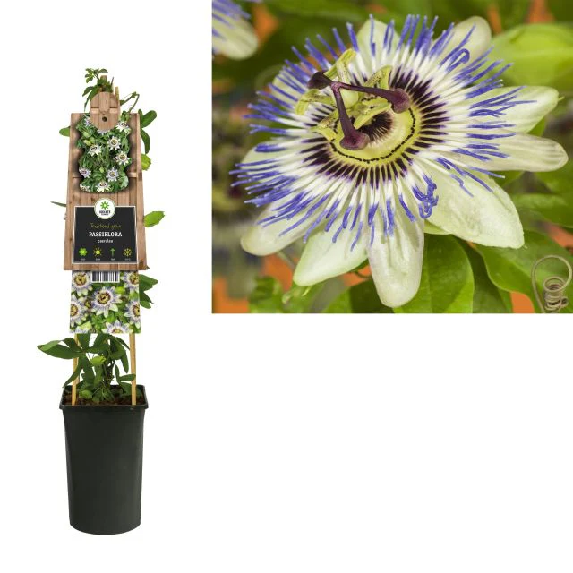 Passiflora caerulea - Image 2