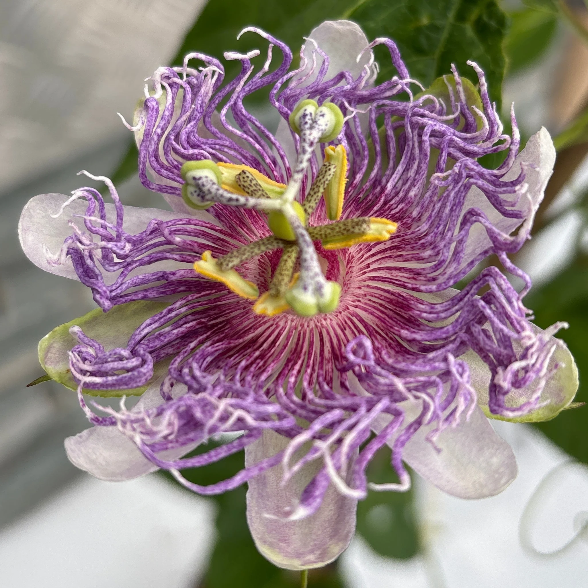 PASSIFLORA I. EIA POPEIA - Image 2