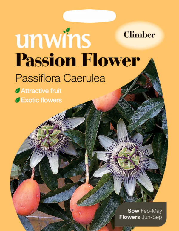Passion Flower Passiflora Caerulea