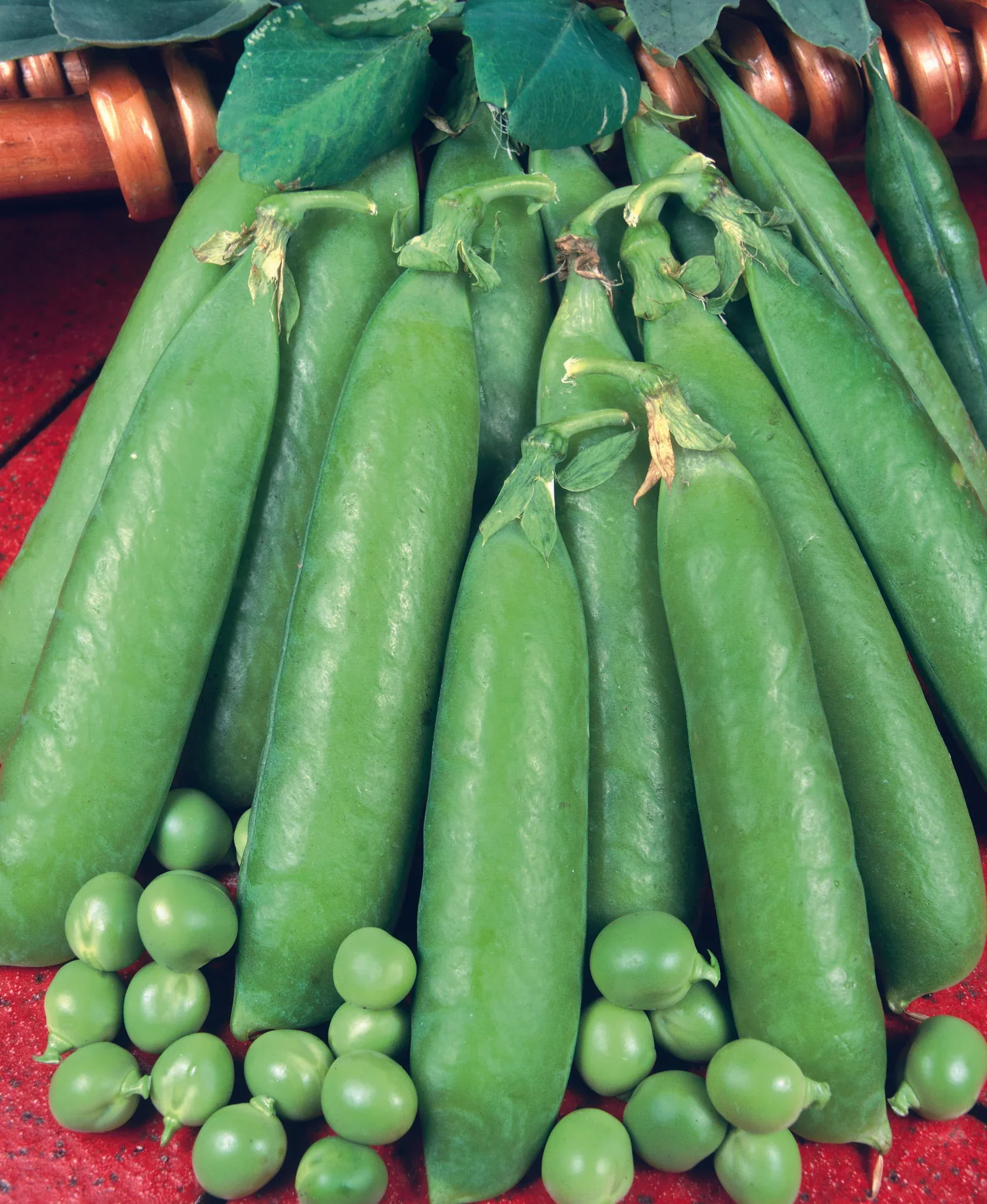Pea (Maincrop) Onward - Image 3