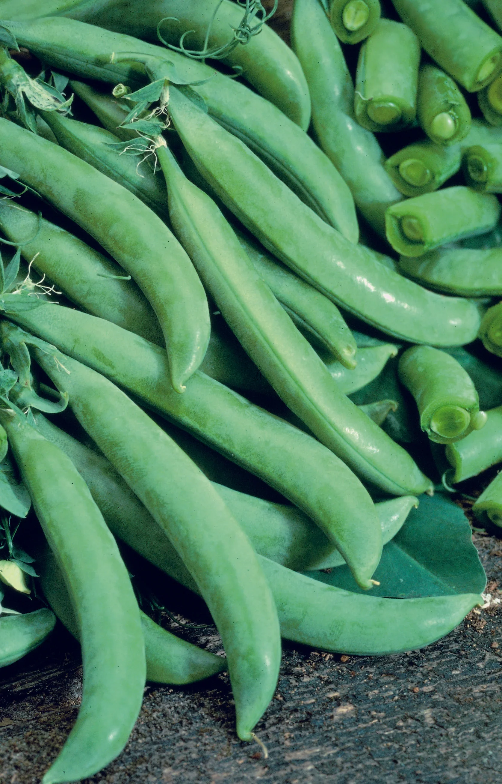 Pea (Sugar) Delikett - Image 3