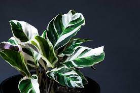Peacock Plant Calathea Fusion White (14cm Pot) - Image 2