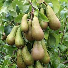 PEAR CONFERANCE - Image 2