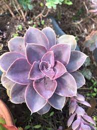 Pearl of Neurenberg Echeveria Perle von Nürnberg (10.5cm Pot) - Image 2