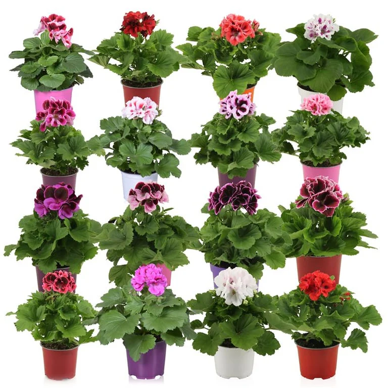 Pelargonium grandiflorum mix