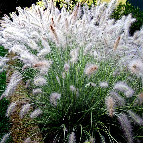 Pennisetum al. Hameln