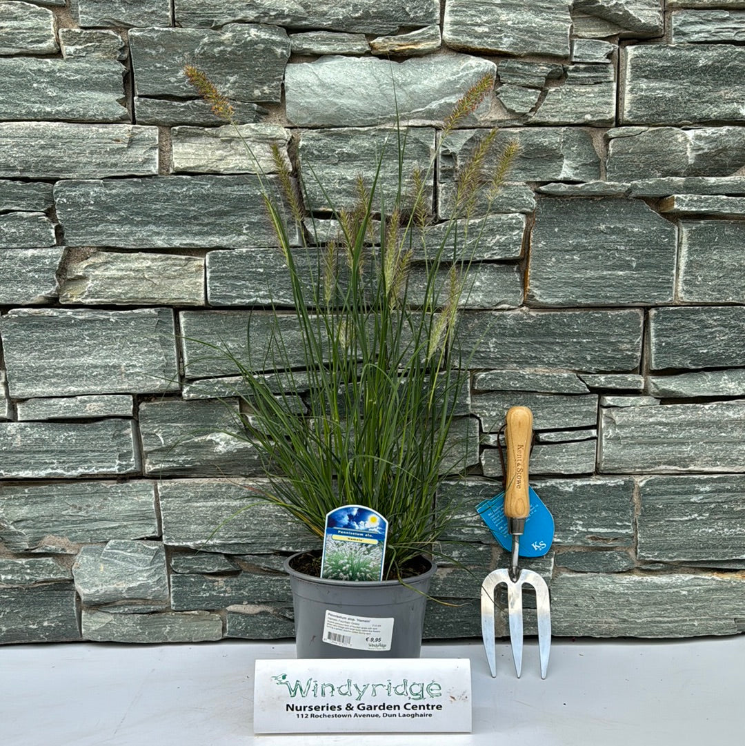 Pennisetum alop. Hameln  2 Ltr pot - Image 2