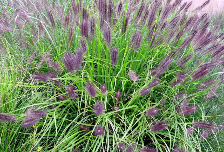 Pennisetum alop. Red Head  2L, square pot
