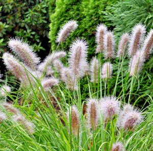 Pennisetum alop. Redhead