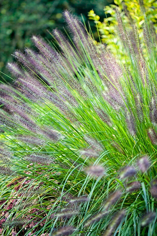 Pennisetum alop. Viridescens