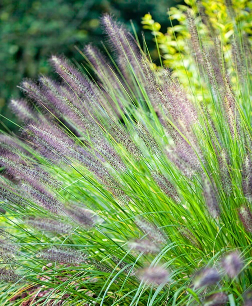 Pennisetum alopecuroides viridesc.