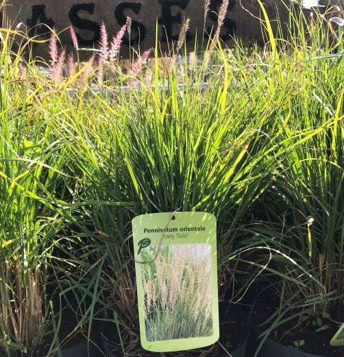 Pennisetum Fairy Tails