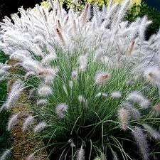 Pennisetum Hameln